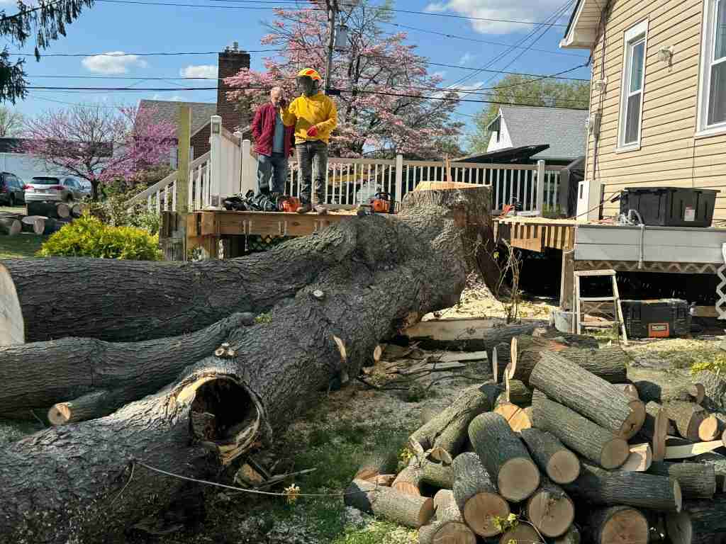 About Our Arborist Near Providing Expert Tree Care