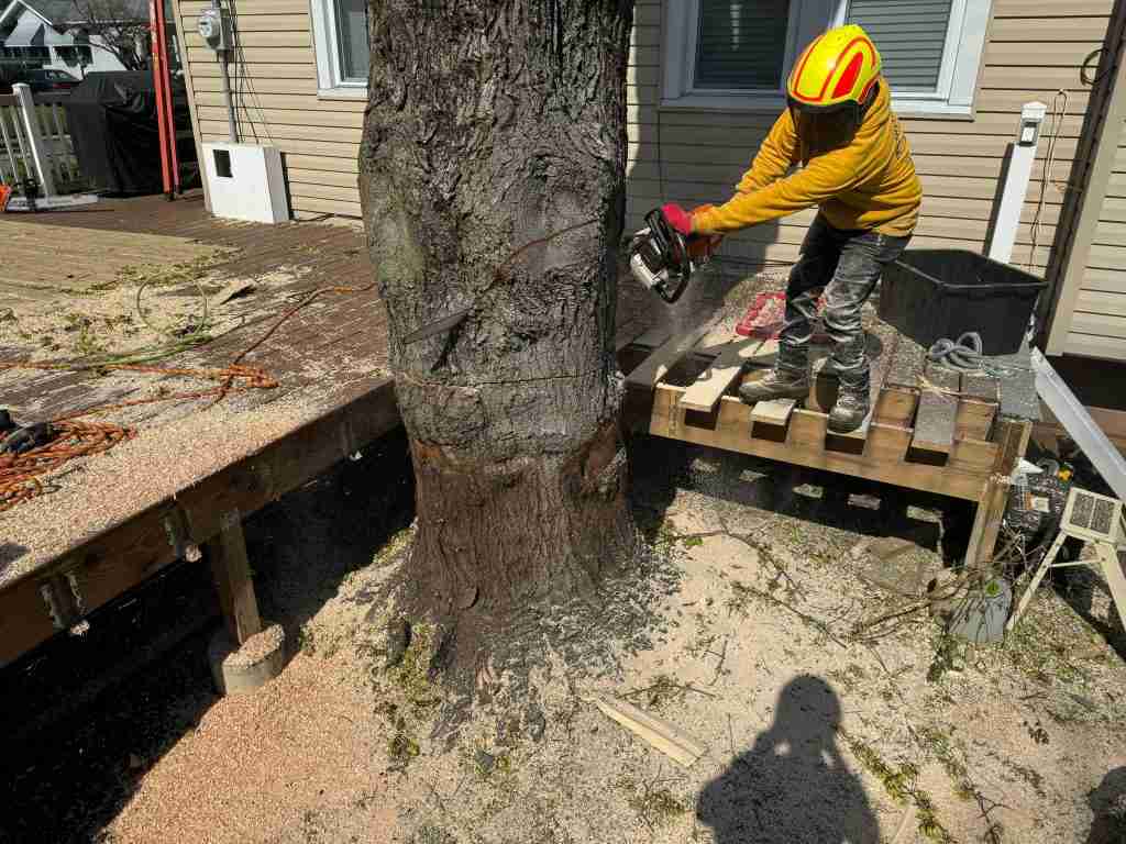 Tree Removal Burlington – Expert & Safe Tree Services