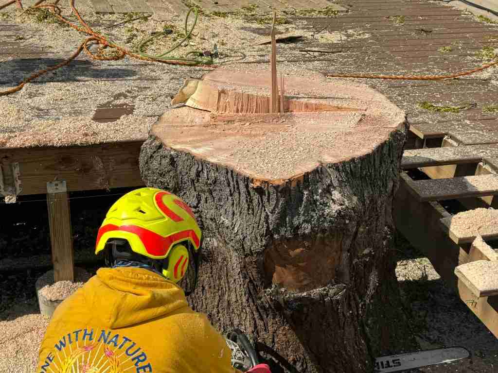 Comprehensive Tree Care & Landscaping Services in Burlington NJ